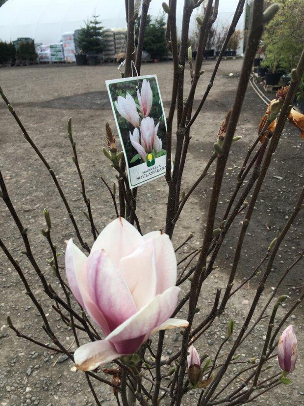 Magnolia soulangeana - Varianty: ko35l velikost 175-200