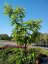 Castanea sativa