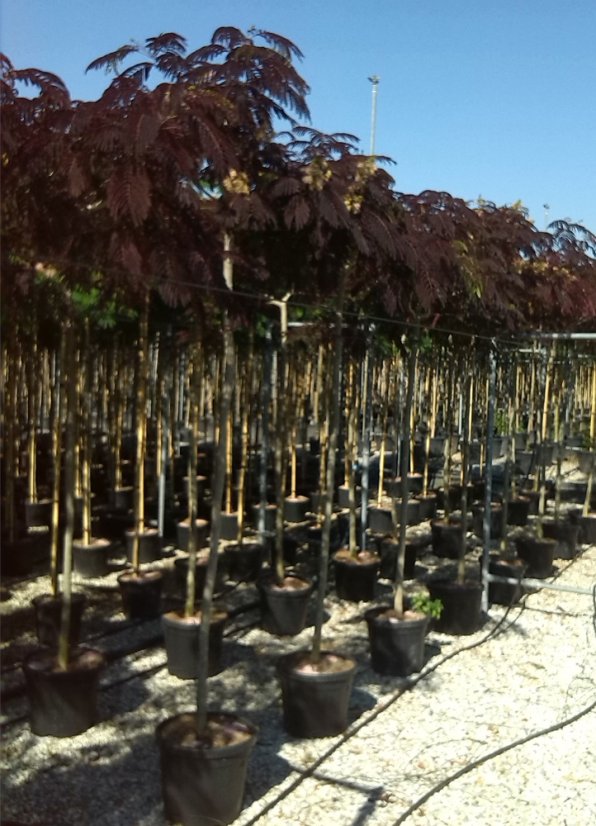 Albizia julibrissin 'Summer Chocolate'