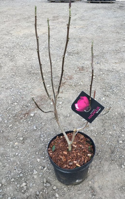 Magnolia 'Black Tulip' ® Magnolia 'Black Tulip' ®