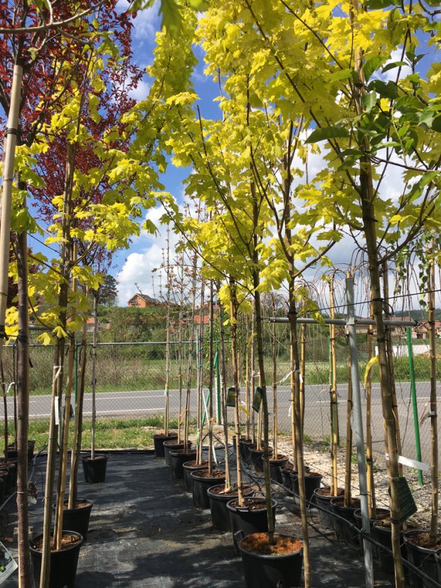 Acer platanoides 'Princeton Gold'