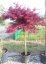 Acer palmatum 'Tamukeyama' - Varianty: ko35l velikost 100-125 kmen 60