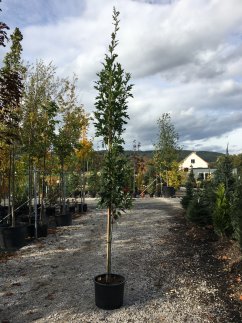 Quercus palustris 'Green Pillar'