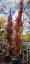 Quercus palustris 'Green Pillar'