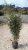 Phyllostachys nigra