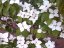 Cornus kousa 'Schmetterling' - Varianty: ko10l velikost 60-80