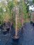 Morus alba 'Pendula' - Varianty: ko25l velikost ok 8-10
