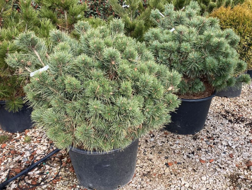 Pinus sylvestris 'Watererii' - Varianty: ko110l velikost 100-125 pompon