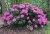 Rhododendron x hybridum