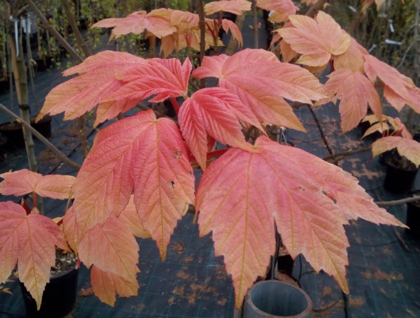 Acer pseudoplatanus 'Brilliantissimum'