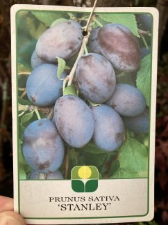 Prunus domestica 'Stanley'