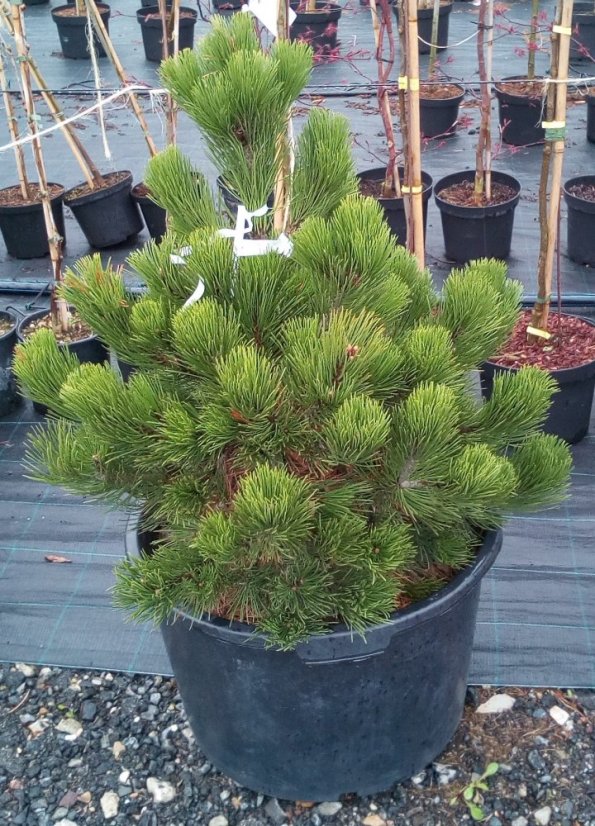 Pinus leucodermis 'Satelit' - Varianty: ko20l velikost 60-80