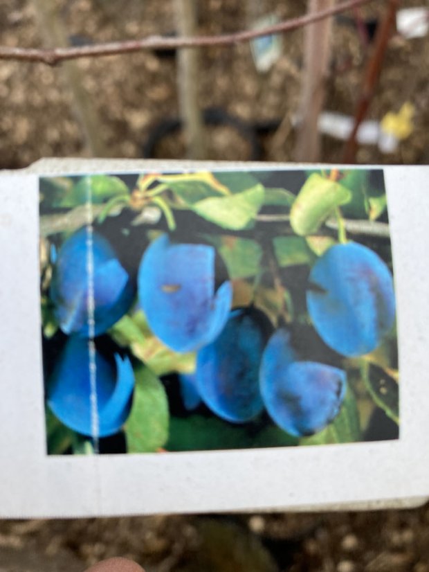 Prunus domestica 'Švestka domácí' - Varianty: ko35l velikost ok 12-14