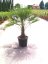 Trachycarpus fortunei