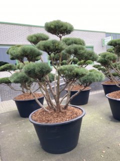 Pinus sylvestris 'Watererii'