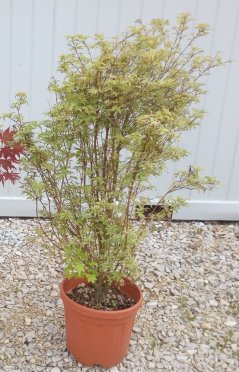 Acer palmatum 'Butterfly'