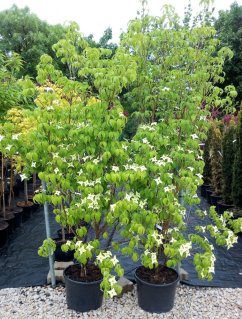 Cornus kousa 'Milky Way'