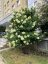 Hydrangea paniculata 'Limelight' ®