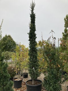 Cedrus atlantica 'Fastigiata Glauca'