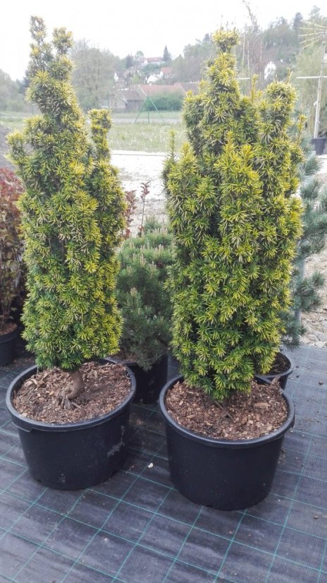 Taxus baccata 'David' - Varianty: ko50l velikost 100-120