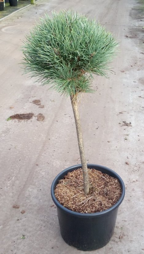 Pinus sylvestris 'Watererii' - Varianty: ko110l velikost 100-125 pompon