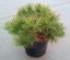Pinus mugo 'Mops' - Varianty: ko110l velikost 100-125 pompon