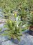 Araucaria araucana - Varianty: ko25l velikost 60-70