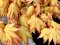 Acer palmatum 'Orange Dream'