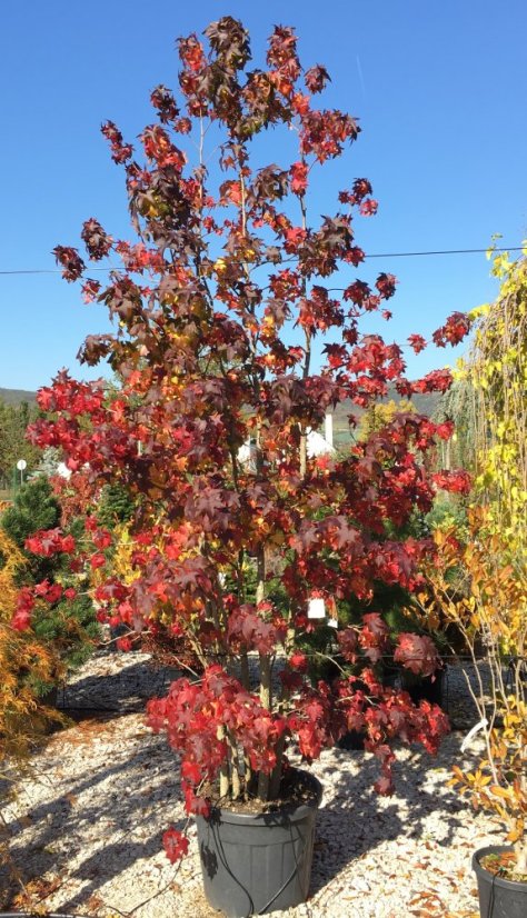 Liquidambar styraciflua