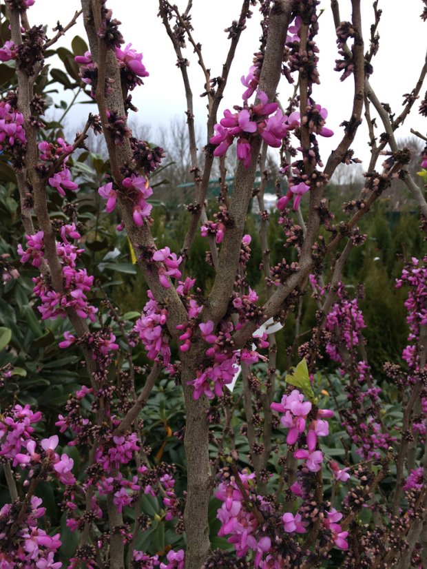 Cercis chinensis 'Avondale' - Varianty: ko20l velikost 100-125