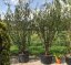 Prunus serrula