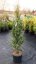 Cedrus atlantica 'Fastigiata'