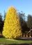 Ginkgo biloba 'Fastigiata Blagon'