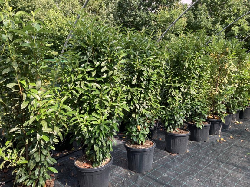 Prunus laurocerasus 'Genolia' ®