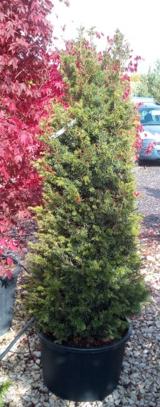 Taxus baccata - Varianty: CU65 velikost 140-160