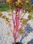 Acer palmatum 'Sangokaku' - Varianty: ko35l velikost 200-250