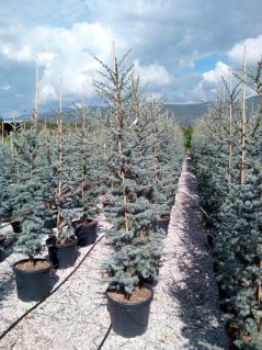 Cedrus atlantica 'Glauca'