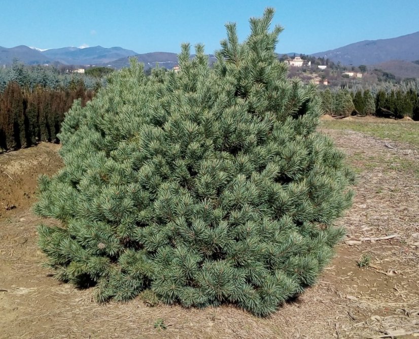 Pinus sylvestris 'Watererii' - Varianty: ko110l velikost 100-125 pompon