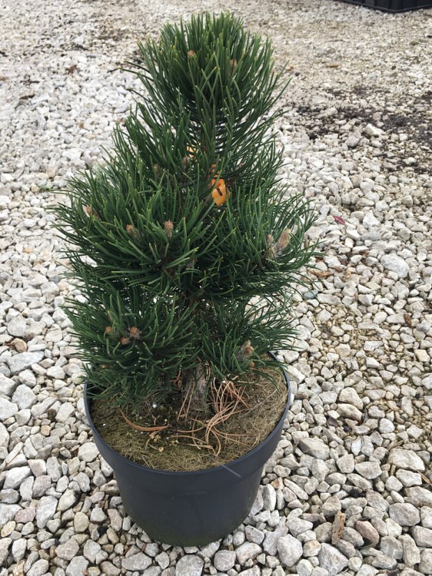Pinus nigra 'Oregon Green'
