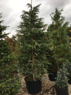 Cedrus deodara