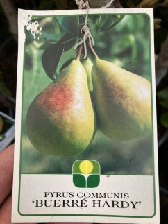 Pyrus communis 'Hardyho'