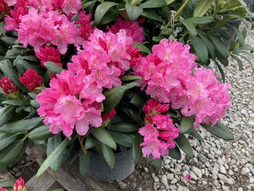 Rhododendron x hybridum - Varianty: ko2,5l velikost 25-30