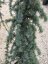 Cedrus atlantica 'Glauca Pendula' - Varianty: ko35l velikost ok 10-12
