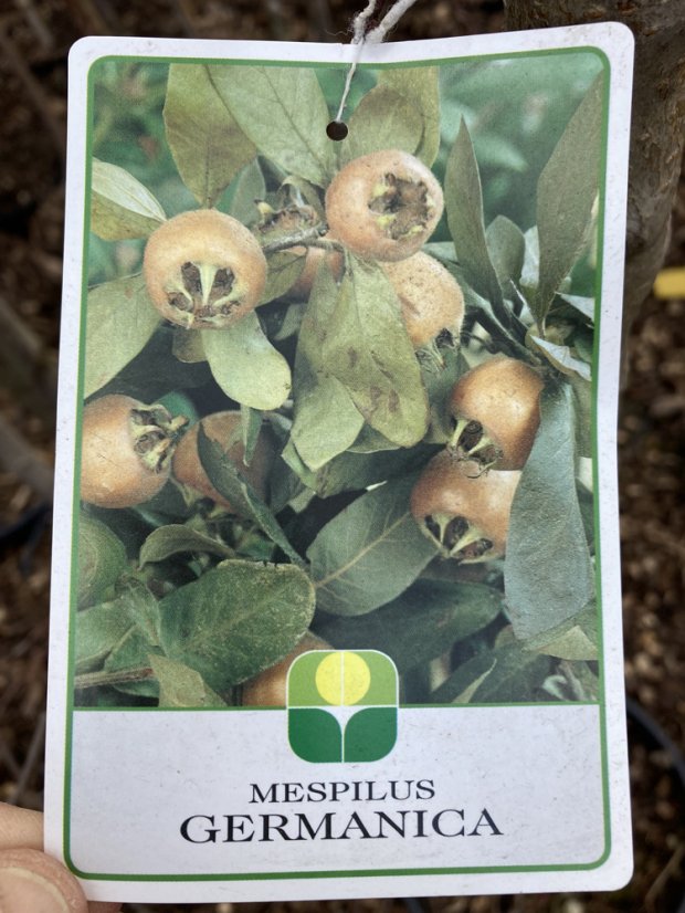 Mespillus germanica - Varianty: ko15l kmen 120