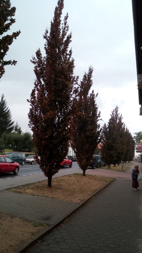 Fagus sylvatica 'Dawyck Purple' - Varianty: ko55l velikost 225-250