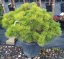 Pinus nigra 'Brepo' ® - Varianty: ko10l velikost 30-40
