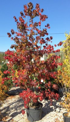 Liquidambar styraciflua