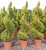 Cupresocyparis leylandii 'Golden Rider'