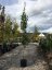 Quercus palustris 'Green Pillar'