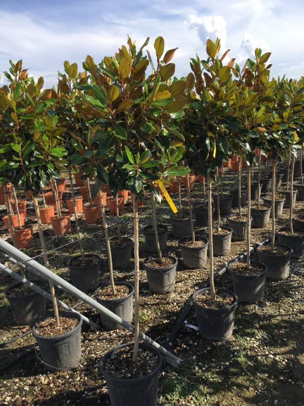 Magnolia grandiflora 'Little Gem'
